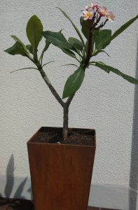 Blumentopf